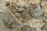 Triassic Petrified Wood (Araucaria) Limb - Madagascar #128227-2